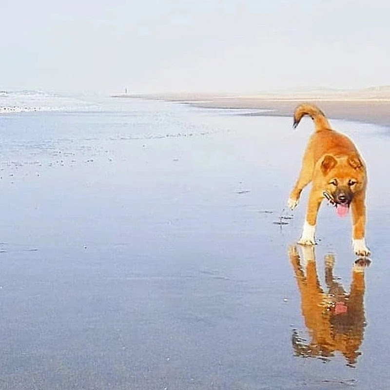農家のトシさんと雑種犬ララ子の「海辺の犬。」、よく見られているのは1分以内の短い動画だった